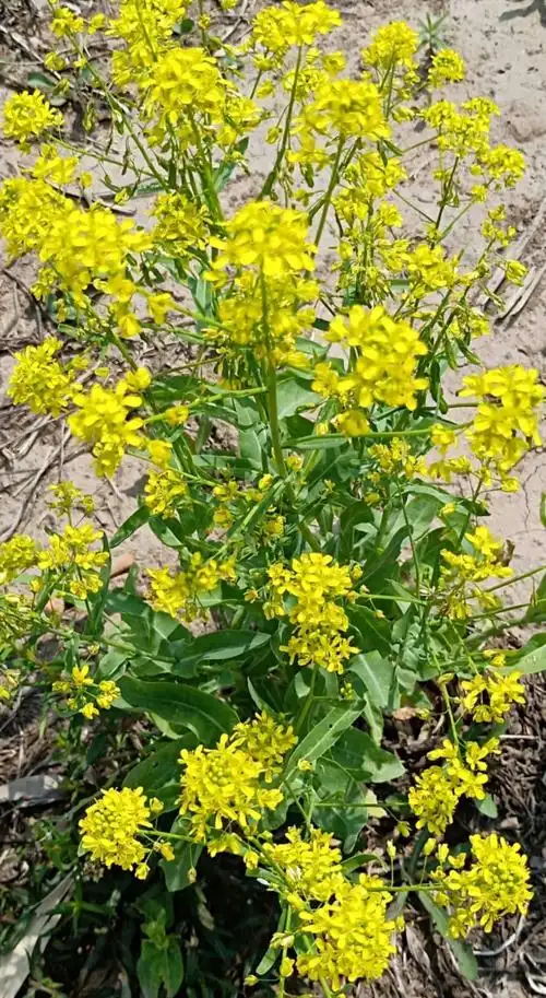 板蓝根是药材名,非植物名.