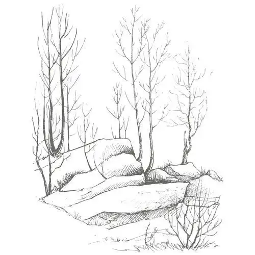 灌木丛林的简笔画简笔画 手绘 素描 线稿 800566简笔画 手绘 线稿