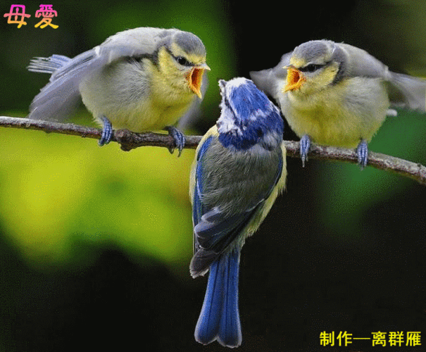 640_529gif 动态图 动图