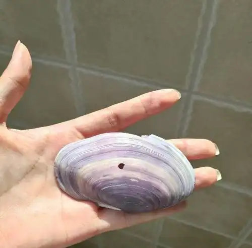 在海边捡到的紫色贝壳 这是什么贝壳啊是不是染色的?