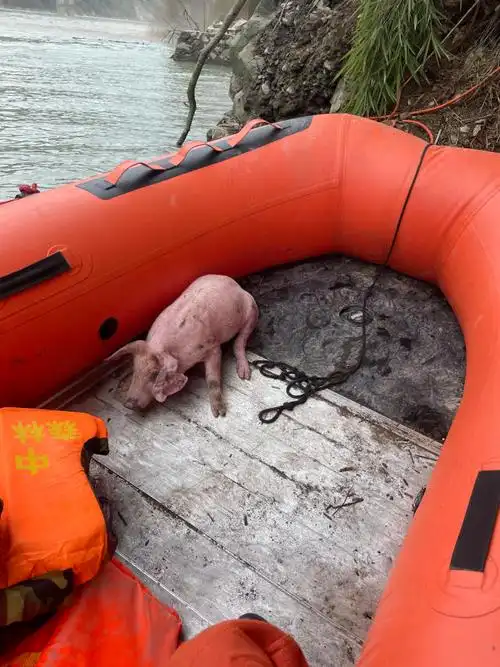 四川泸定地震中的"猪坚强":被消防员救起来时正在游泳