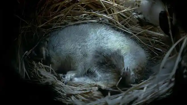 雪地动物:北极地松鼠冬眠时,器官停止活动,几个星期复苏一次