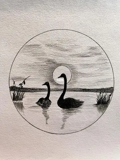 工具:炭笔简单的黑天鹅#寻找小红书绘画大神  #素描  #素描画  #零