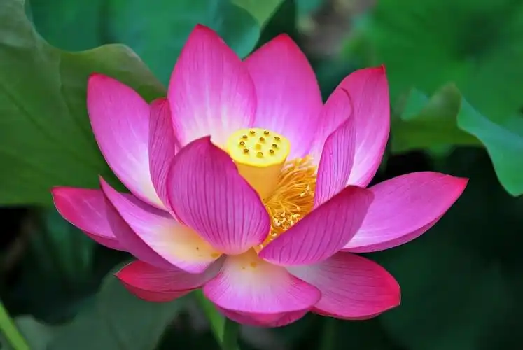 四圣谛的真正意义是什么-佛心网