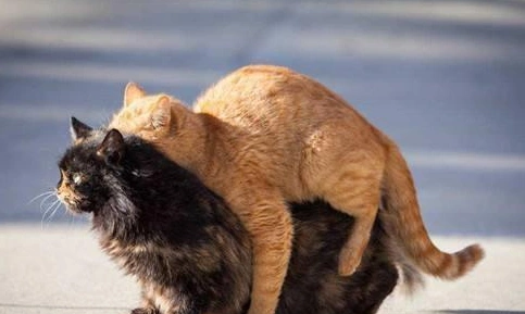 家里的公猫和母猫是兄妹,它们生下来的猫会有什么缺陷吗