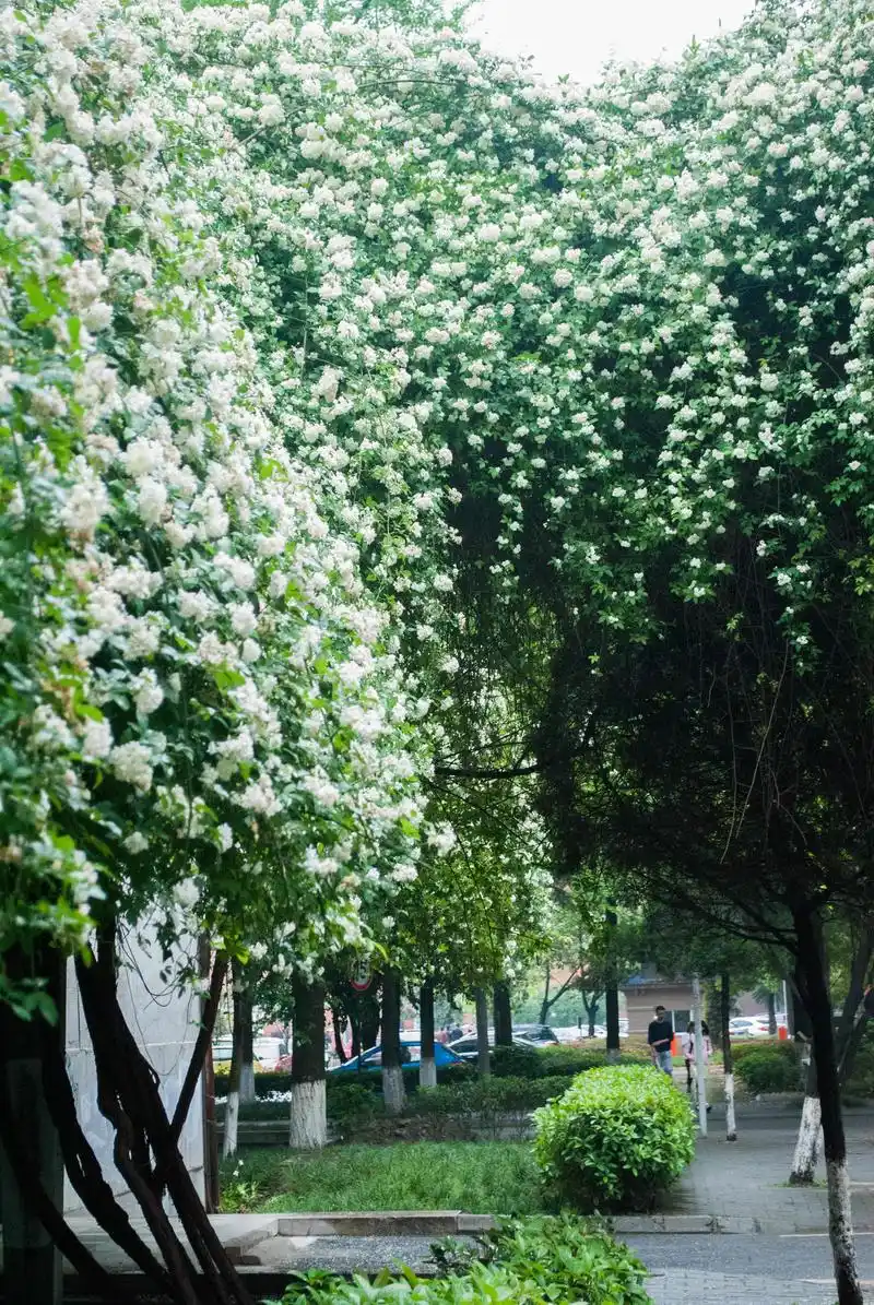 唱了这么多年的《七里香》,是时候认识一下这种植物了