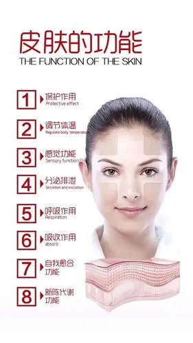 知道皮肤有什么作用吗? - 美篇