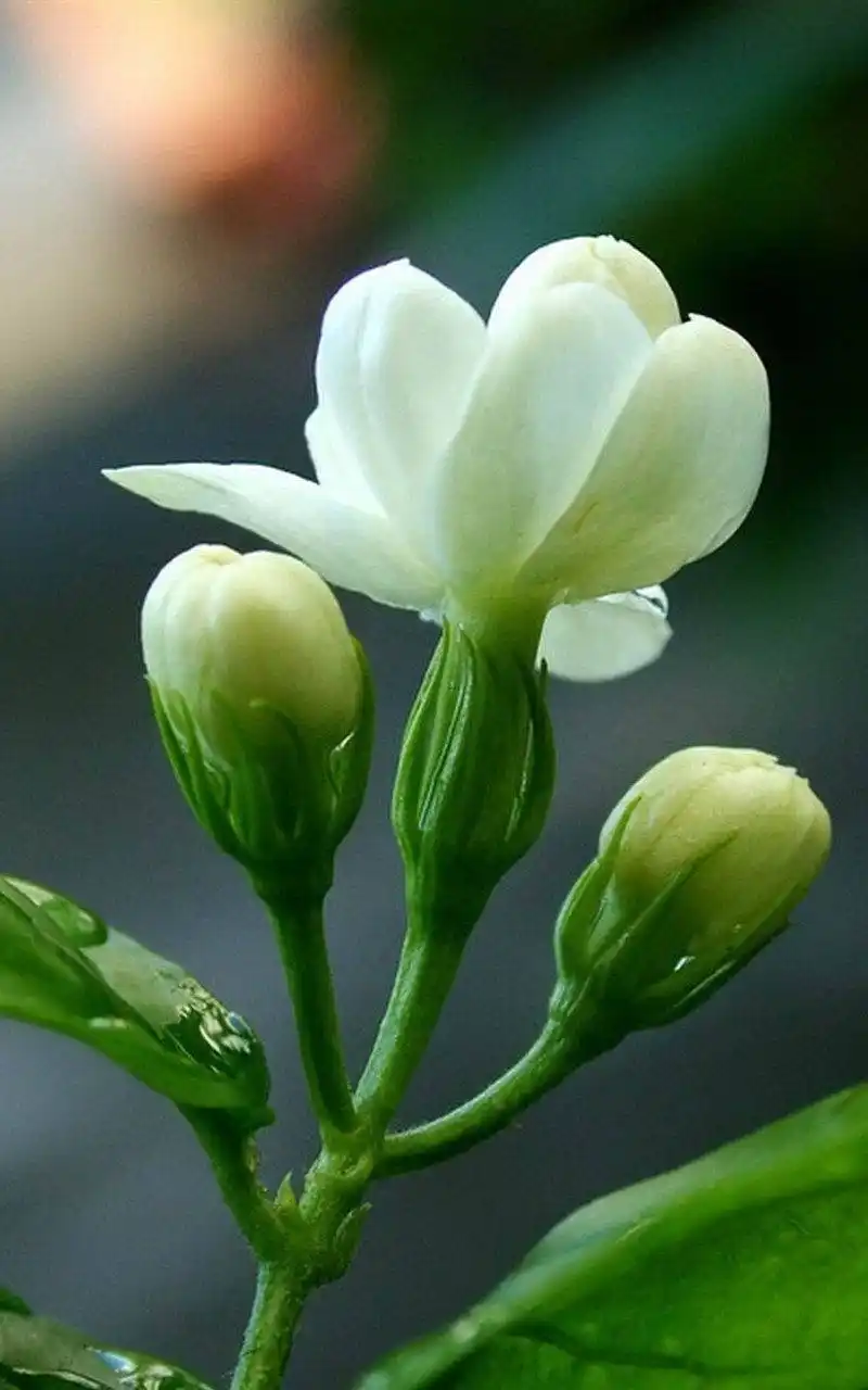 淡雅茉莉花,高清图片,手机锁屏桌面-壁纸族