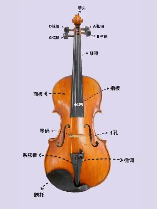 左手按弦的位置面板:是琴身正面的琴板琴码:是传递琴弦的震动是小提琴