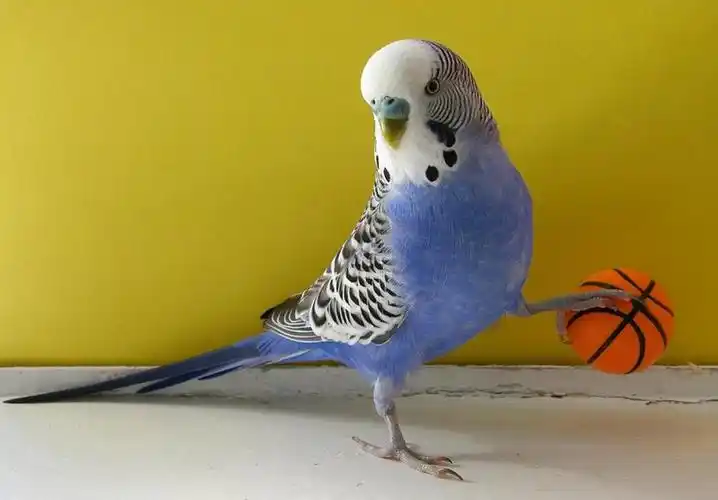 女子通过精心打扮鹦鹉治好幽闭恐惧症