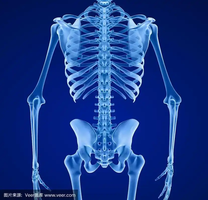 人体骨骼,医学上精确的3d插图.