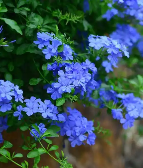 什么东西是蓝色的(什么花是蓝色的)