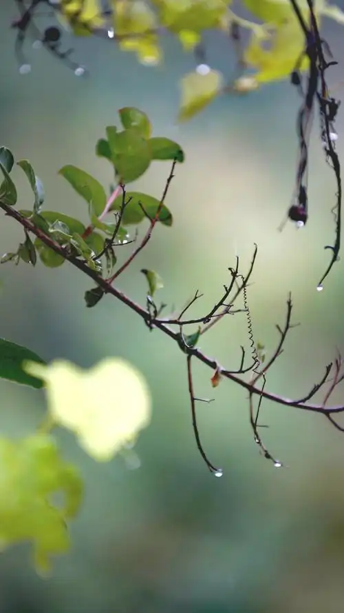 徐家冲国庆雨景