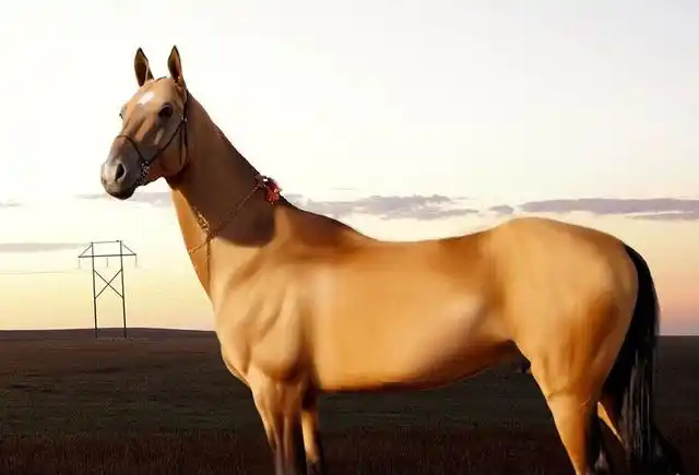 汗血宝马——马中的贵族