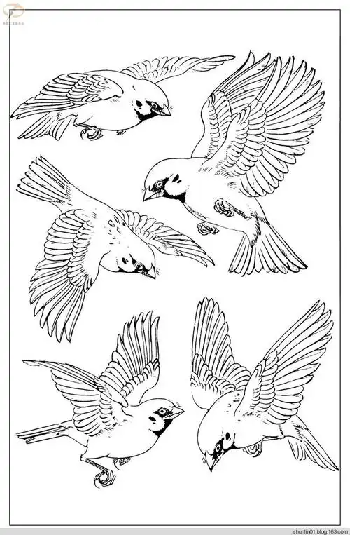 【转载】线描百鸟图1