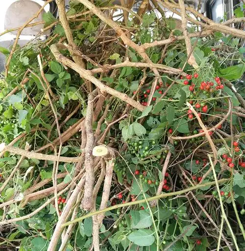 野生白毛藤 又叫白英 白乳草 排风藤 草药500克 新货干货 包邮