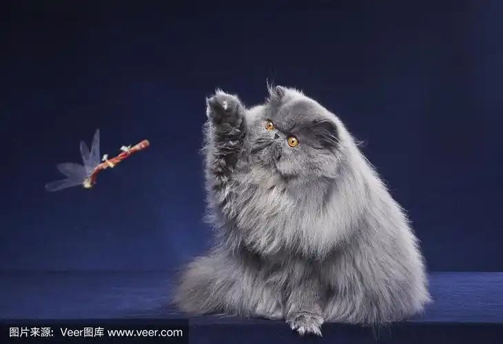蓝色的波斯猫
