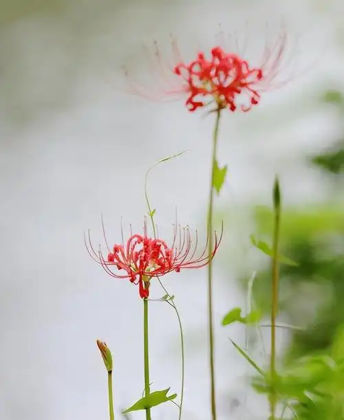 彼岸花的诗(关于彼岸花的古风诗句有哪些) 第7张