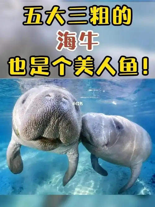 传说中的美人鱼潜水全靠放屁的海牛