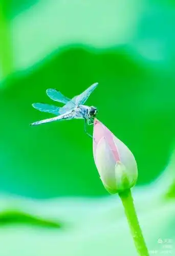 小 荷才露尖尖角,早有蜻蜓立上头