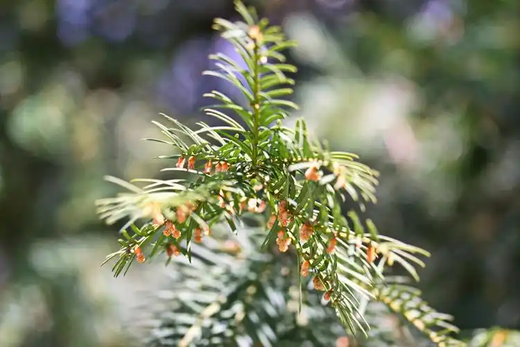 荆棘叶植物特写照片
