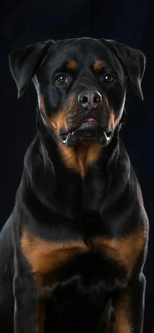 狗狗图片大全大图,茶杯犬图片(茶杯犬图片)_犇涌向乾