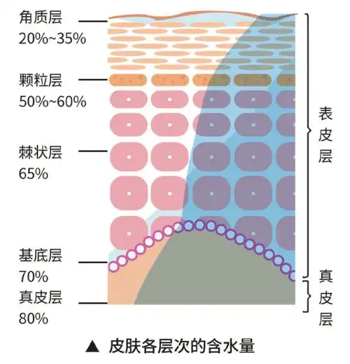 冬季皮肤干燥应该怎么补水护肤?_肌肤_水分_流失