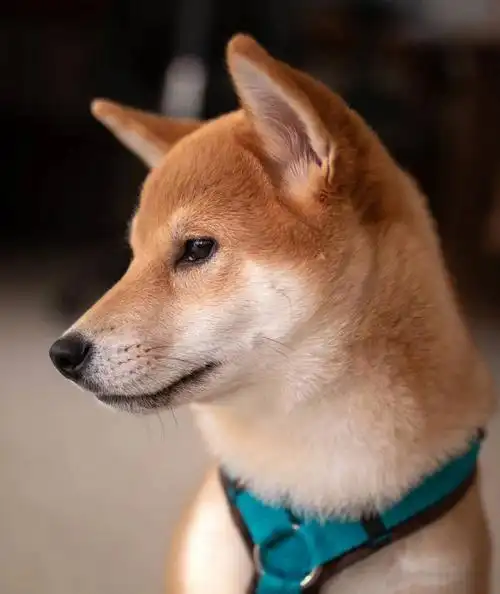 这个狗狗的侧颜过于优秀了