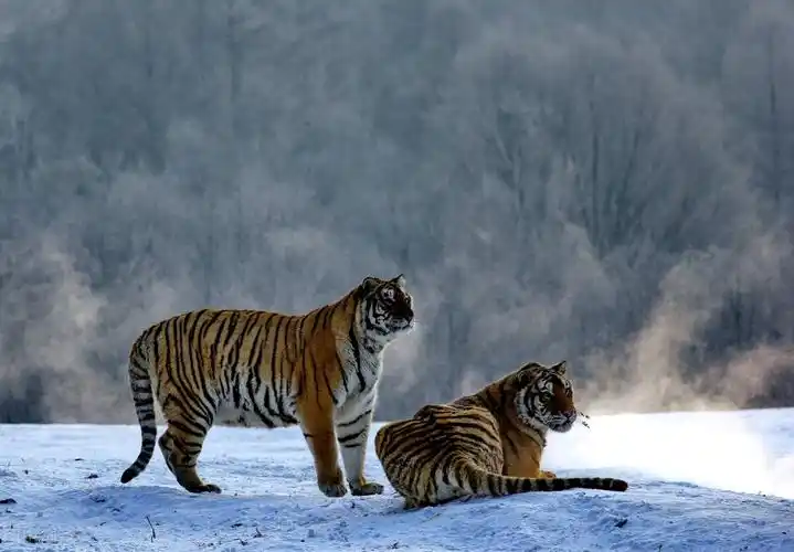 虎年说虎,十首猛虎诗词,百兽之王,亦有儿女情长