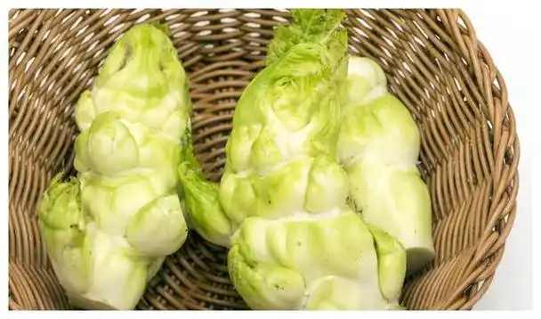 它是冬季常见的蔬菜吃起来细嫩可口一般情况下不要生吃