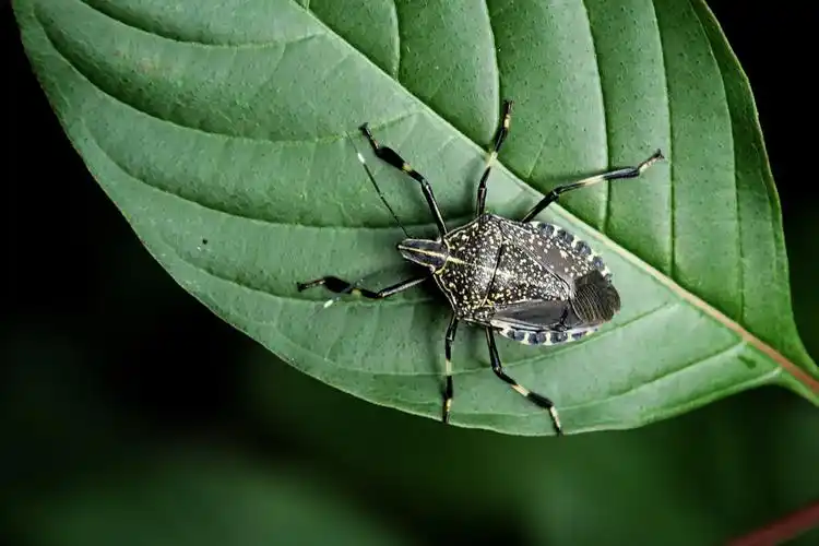 今日看点啥麻皮蝽昆虫纲半翅目蝽科麻皮蝽属