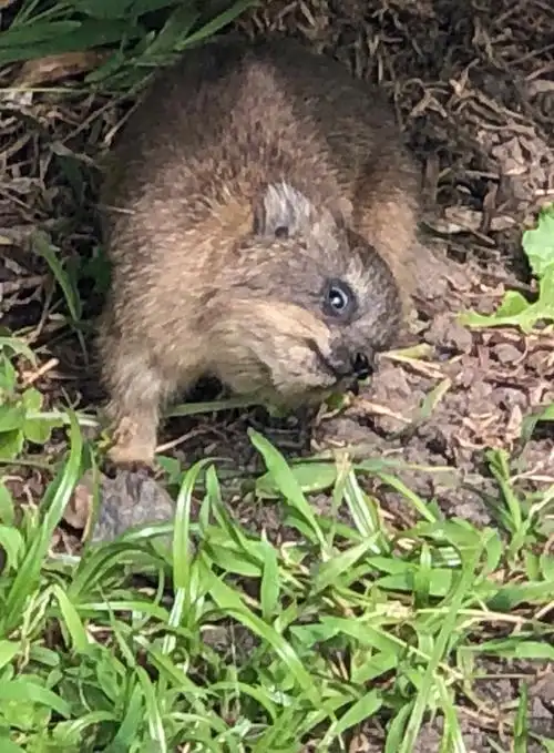 彩虹之国--动物,花卉篇