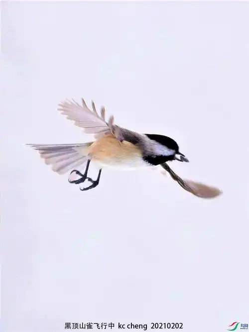 黑顶山雀飞行中