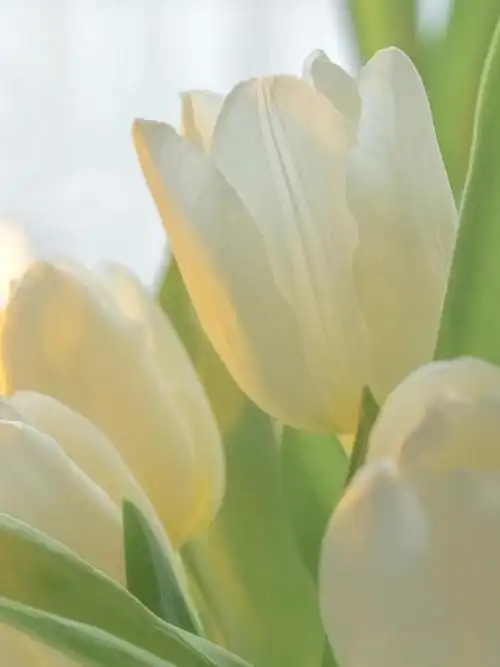 郁金香绝绝子ins风简约款手机壁纸