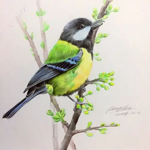 脆背山雀|纯艺术|绘画|我家阿旺 - 原创作品 - 站酷 (zcool)