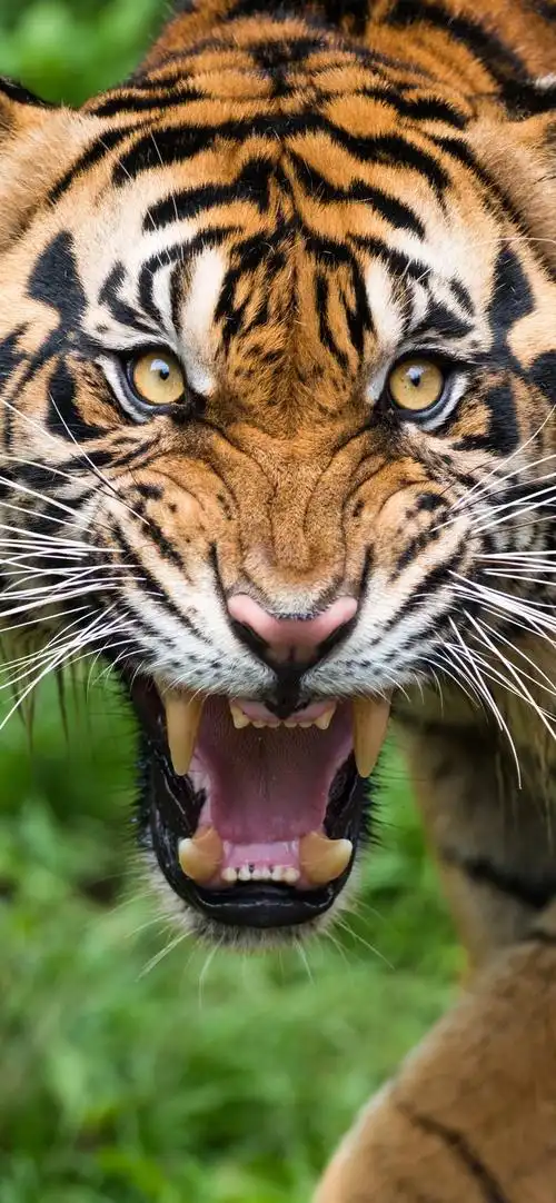 老虎,脸,牙齿,看,野生动物 iphone 壁纸