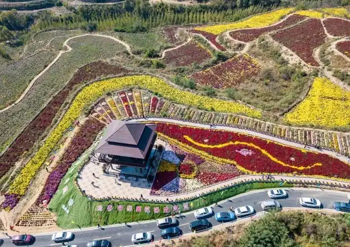 好美邢台县抱香谷菊花正盛