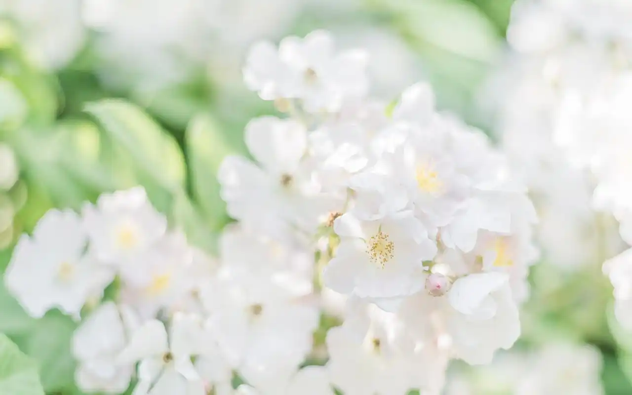 绿色唯美小清新植物图片壁纸