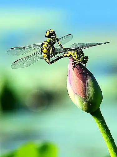 荷塘蜻蜓(静版)