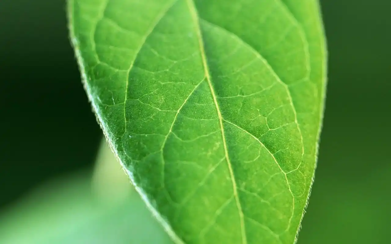 清新护眼高清唯美绿叶桌面壁纸