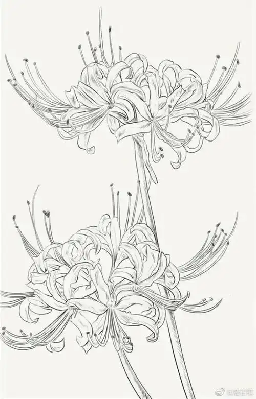 曼珠沙华简笔画怎么画