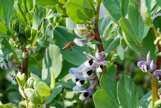 李本聪蚕豆花开