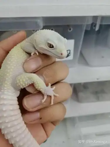 养守宫有繁殖的目的,是从一开始就买一公一母养,还是成体后发情期时再