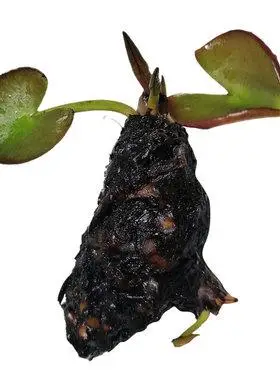 睡莲碗莲根块迷你荷花根茎水培鱼池鱼缸庭院池塘植物盆栽四季水生