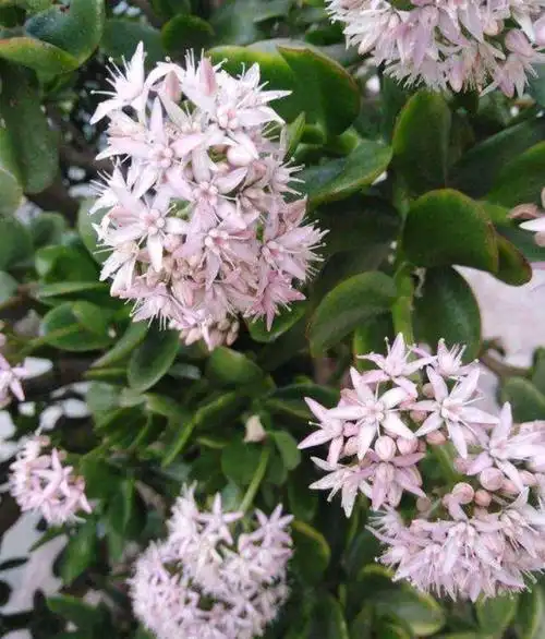 充足的阳光与合理的修剪,会更容易让玉树开花吗?