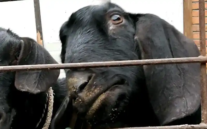 【山羊】羊羊有点可怕,但是又有点可爱