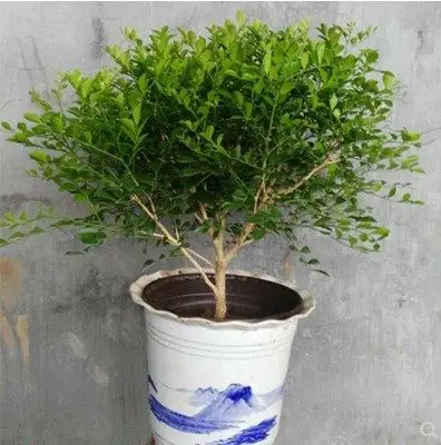 绿植新品七里香九里千里盆栽大苗窗台绿植