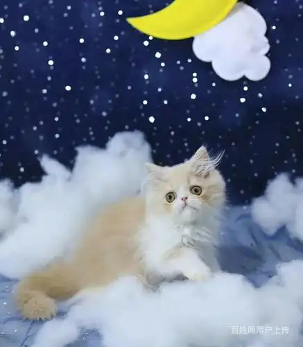 遂宁哪里有加菲猫卖?多少钱一只?