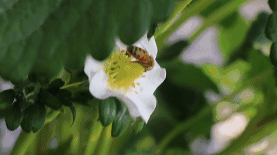 成陇的藤蔓整齐排列, 传粉的小蜜蜂在花间飞舞, 在绿叶的遮盖下