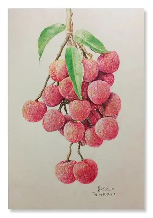 彩铅绘～荔枝成熟的季节